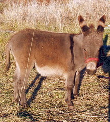 Candy Cane Ranch Donkey