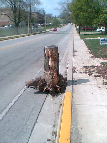 Tree stump blocking bike lane