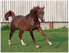 Horses - CRANLEIGH ARABIANS & PONIES