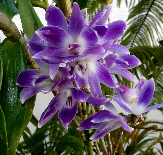 Dendrobium victoria-reginae species orchid