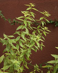 Aloysia triphylla syn. Lippia citriodora (zitronenverbene) 2008-09