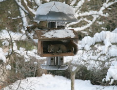 Squirrel Showdown at the Birdfeeder December 2008