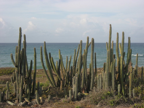 Cacti on the Caribbean