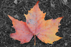 Autumn Colours 2008