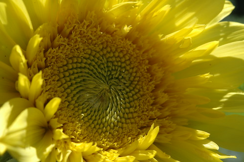 Sunflower 026