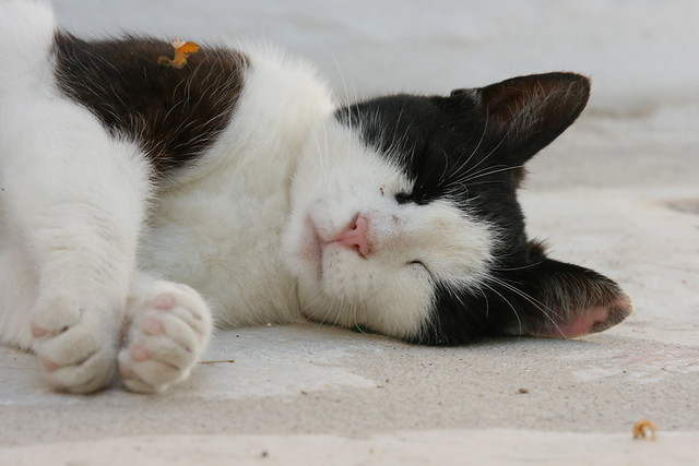 Sleeping cat in Naxos,
Greece