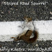 _MG_0445-Striped-squirrel