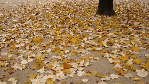 Fallen yellow leaves