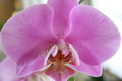 My Orchids