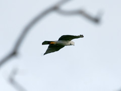 Accipitridae - Hawks, Eagles and Kites