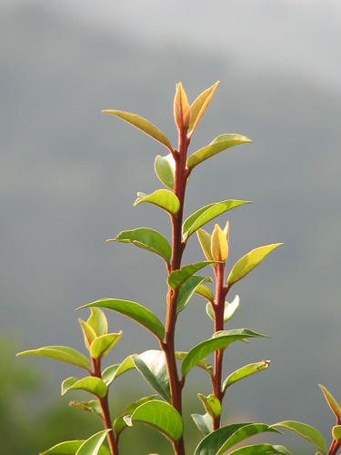 A plant atop a knoll which is about a mile away from the Great Buddha statue.....