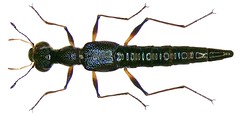Coleoptera Family Staphylinidae