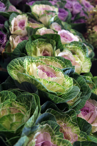 cabbage flowers  by joan E