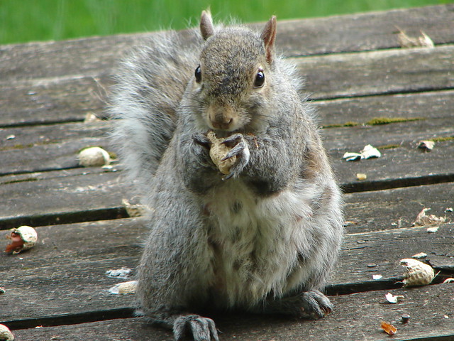 Pregnant Squirrel 15