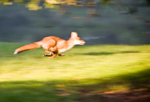 Fast Fox by Joseph Hoetzl