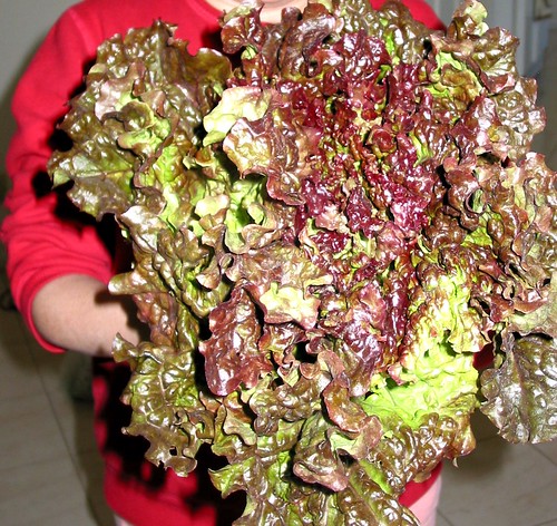 One big, beautiful organic lettuce head!