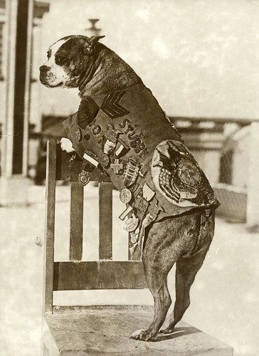Eerste Wereldoorlog, legerhond sergeant Stubby