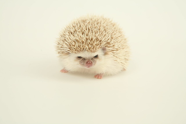 Portrait of the Hedgehog as a Young Man