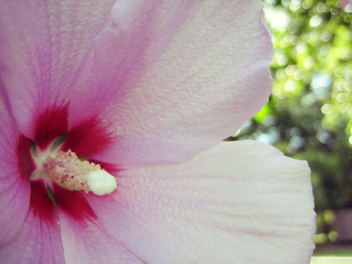 hibiscus flower pictures
