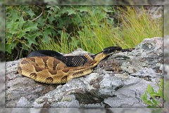 Favorite Timber Rattlesnake and Copperhead Photos