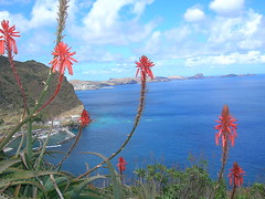 Madeira, the flowers island 2008