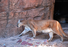 Mountain Lion (Puma)
