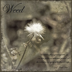 Weeds and Wildflowers