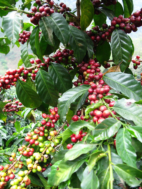 coffee tree