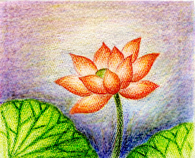  Lotus drawing This is my first time to draw the lotus