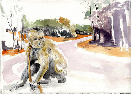 monkey900