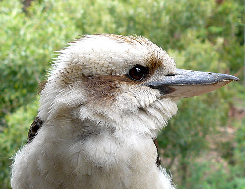 Kookaburra at Blackwood, Victoria.  by Leone Fabre
