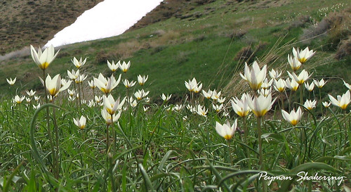 Zagros mountain  flowers2