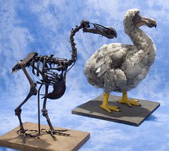 Dodo with Skeleton