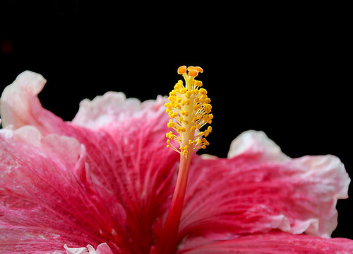 Cayena rosa. La Flor de Barranquilla