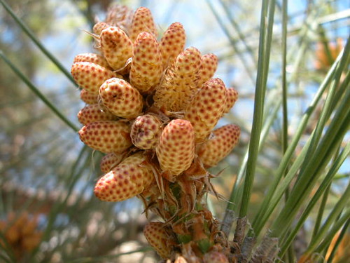 Pine staminate cones