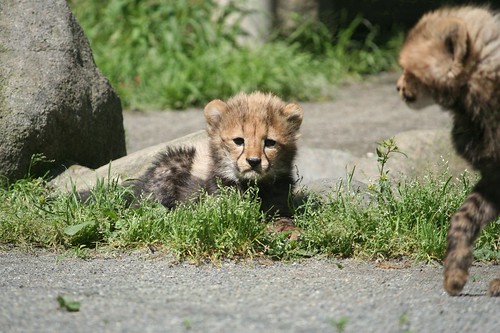 baby cheetah pictures