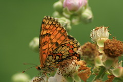 Mariposas / butterflies