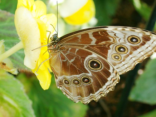 Butterfly with Spots on Yellow Flower