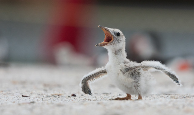 Baby Black Skimmer "I think I can fly" (Explore)