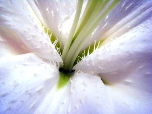 lilies flowers pictures