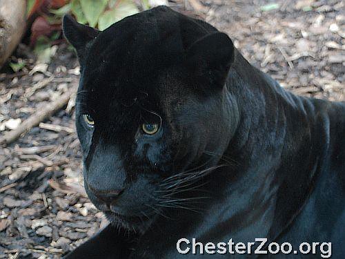 Black Jaguar Close up of one of Chester Zoo's most beautiful resident