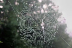 Spider Web in Grand Marais