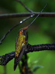 Trochilidae - Hummingbirds