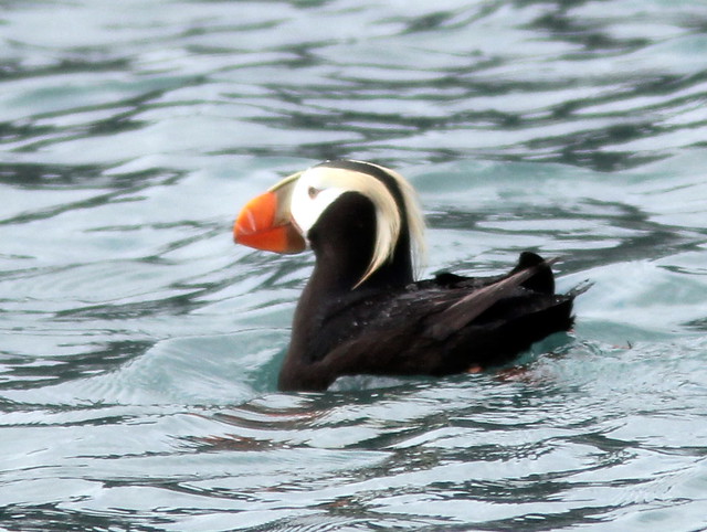 Tufted Puffin 20110622