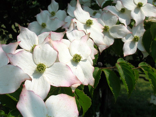 dogwood flower pictures