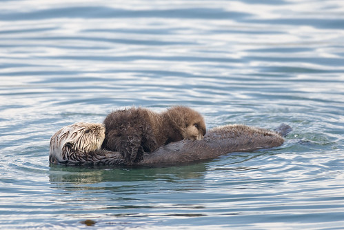 This image is honored as Wikipdia Picture of the Day 28 July 2009 (Best of 3) Sea Otter (Enhydra lutris) mother with nursing pup in the Morro Bay harbor