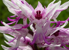 UK Orchids