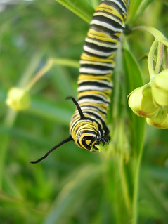 Monarch Caterpiller eating