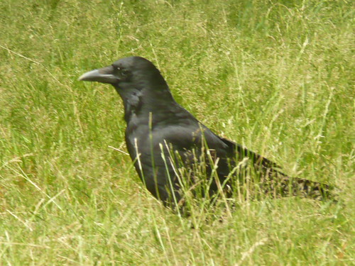 A Carrion Crow  at Richmond Park