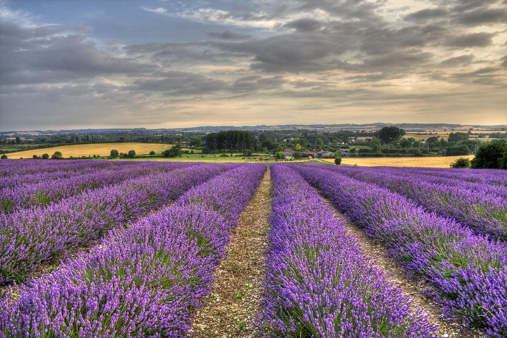 Lavender Fields HDR